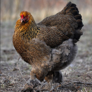 poulet fermier vivant poulet fermier vivant