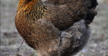 poulet fermier vivant